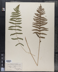 Dryopteris thelypteris image