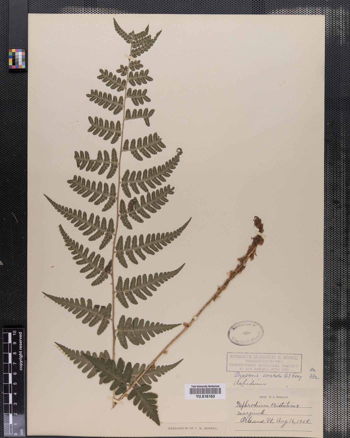 Dryopteris cristata image