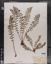 Dryopteris fragrans image