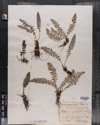 Dryopteris fragrans image