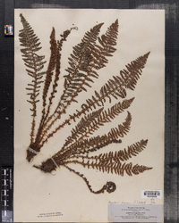 Dryopteris fragrans image