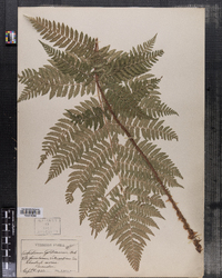 Dryopteris goldiana image