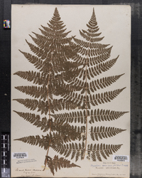 Dryopteris carthusiana image