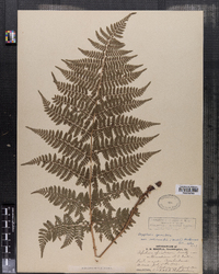 Dryopteris intermedia image