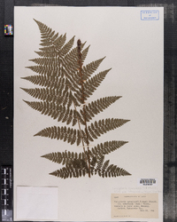 Dryopteris intermedia image