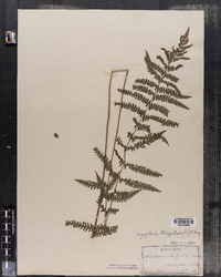 Dryopteris thelypteris image