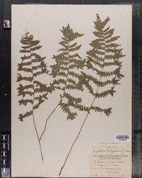 Dryopteris thelypteris image