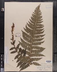 Polystichum braunii image