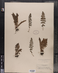 Woodsia ilvensis image