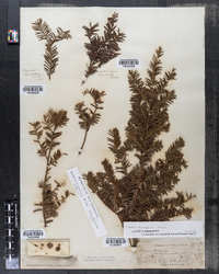 Taxus canadensis image