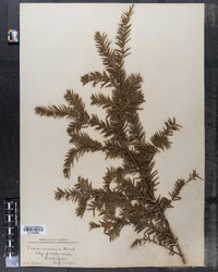 Taxus canadensis image