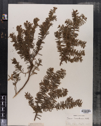 Taxus canadensis image