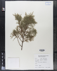 Juniperus virginiana image