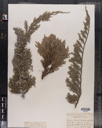 Juniperus horizontalis image