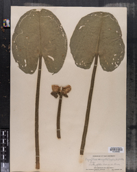 Nymphaea variegata image