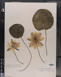 Nymphaea odorata ssp. odorata image