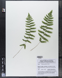 Thelypteris palustris image