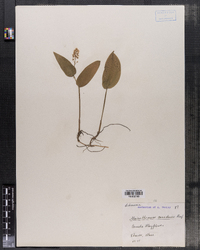 Maianthemum canadense image