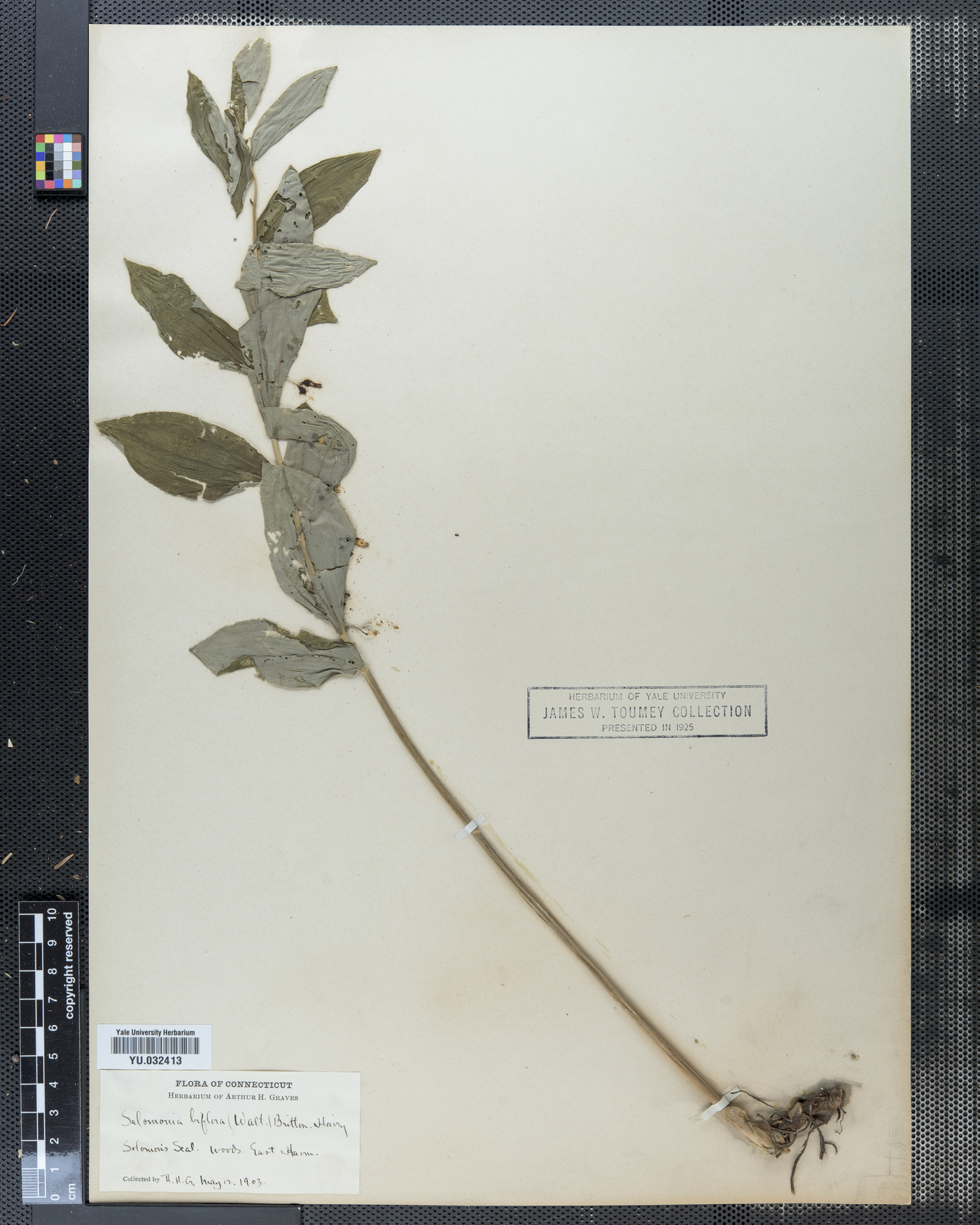 Salomonia biflora image