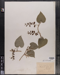 Dioscorea villosa image