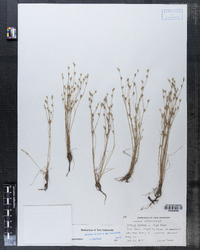 Juncus bufonius image