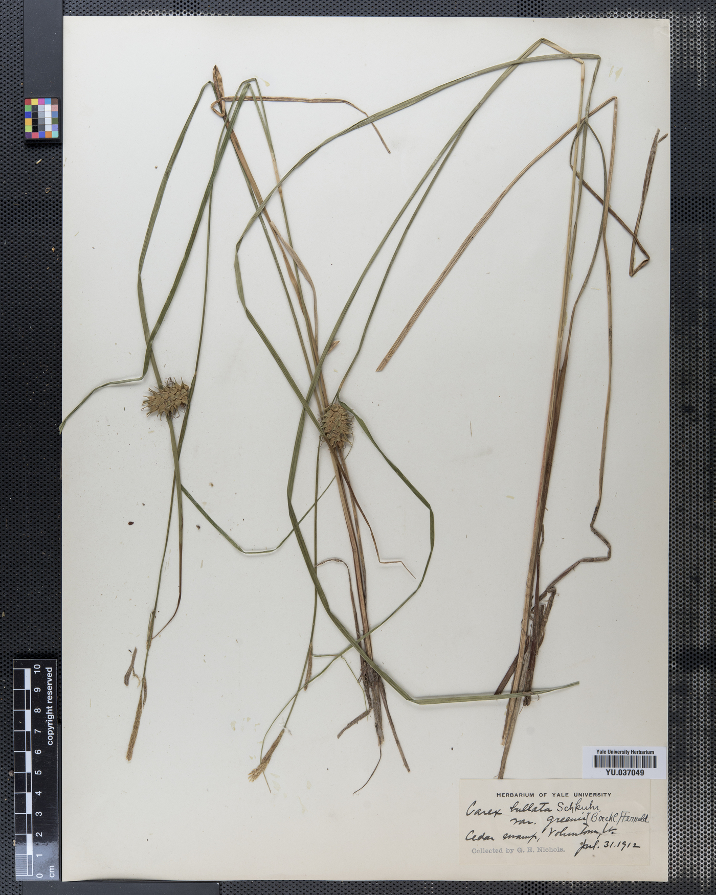 Carex bullata var. greenii image