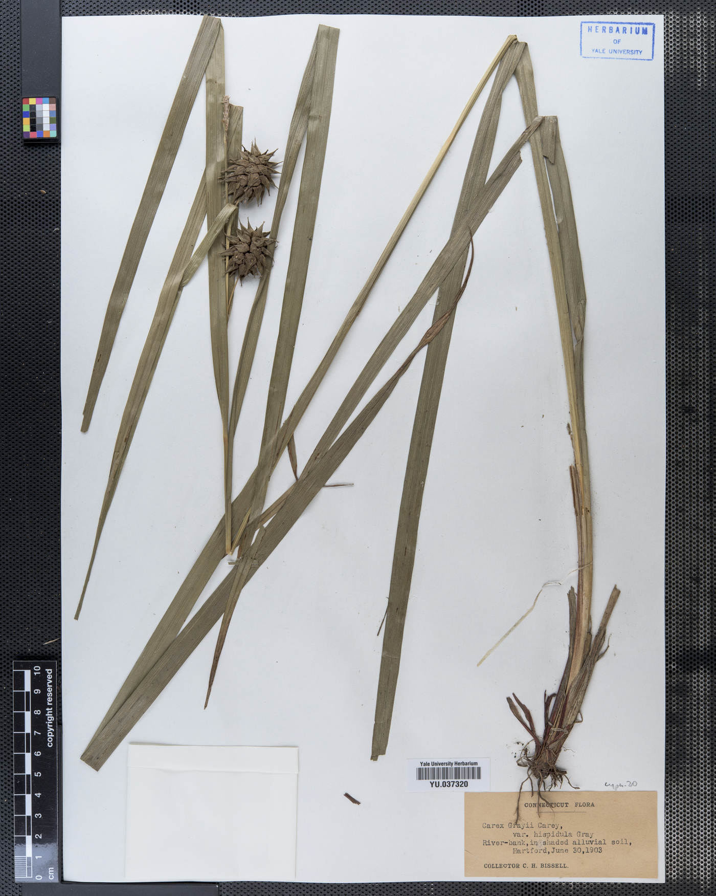 Carex grayi var. hispidula image
