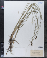 Carex triceps var. hirsuta image
