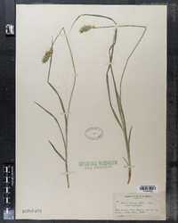 Carex stipata image