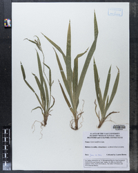 Carex laxiflora image