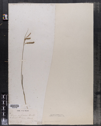 Carex distans image