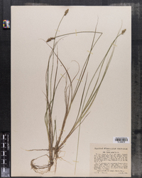 Carex arcta image