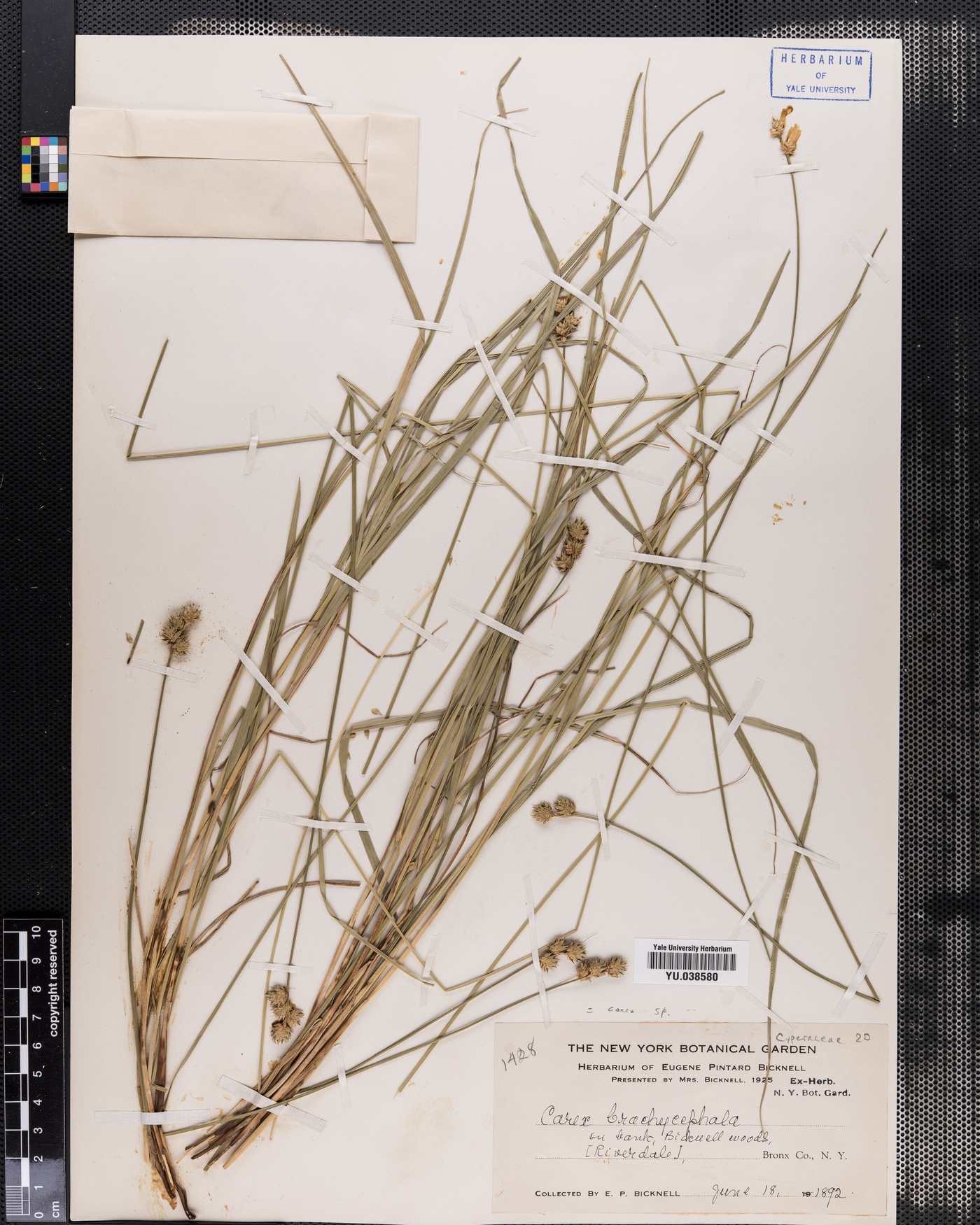 Carex brachycephala image