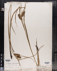 Carex lurida image