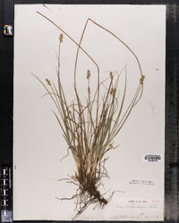 Carex muhlenbergii image