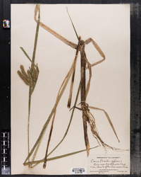 Carex pseudocyperus image