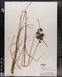 Scirpus atrocinctus image