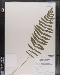 Thelypteris palustris image