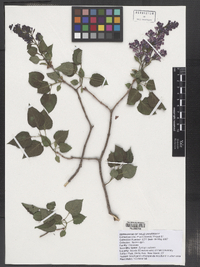 Syringa vulgaris image