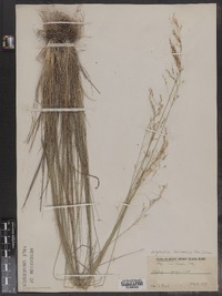 Piptatherum canadense image