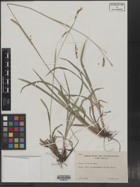 Carex sylvatica image
