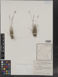 Juncus bufonius image