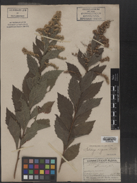 Solidago altissima image