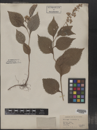 Solidago flexicaulis image