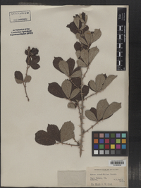 Rubus cuneifolius image