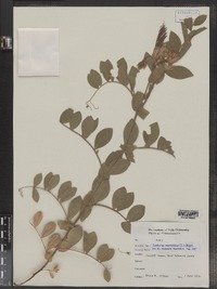 Lathyrus japonicus var. maritimus image