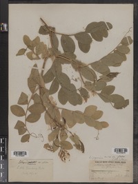 Lathyrus japonicus image