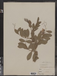 Lathyrus japonicus image