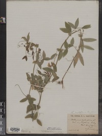 Lathyrus palustris image