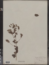 Lespedeza hirta image